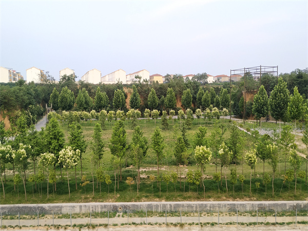 學(xué)校環(huán)境